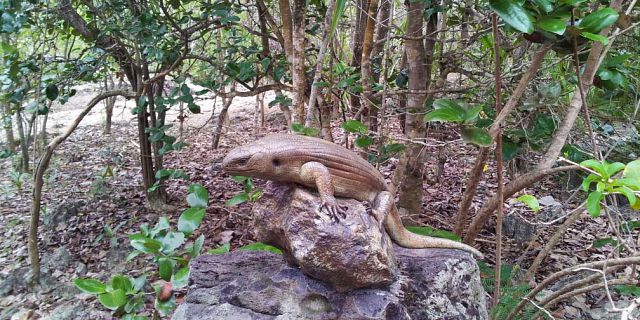 Mauritius wild life discovery at ile aux aigrettes (1)
